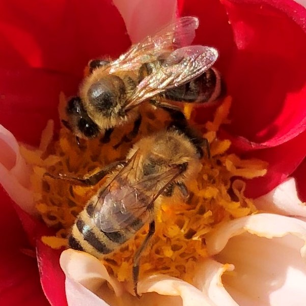 Die Bienchen